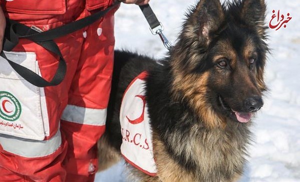 جستجو برای مفقودان حادثه دشت پلنگ با استفاده از سگ‌های زنده‌یاب