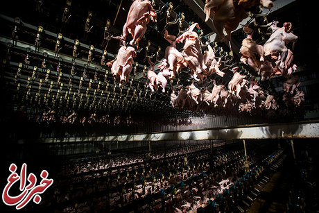 تعطیلی کشتارگاه‌ها عامل گرانی گوشت مرغ/بازگشت تعادل به بازار