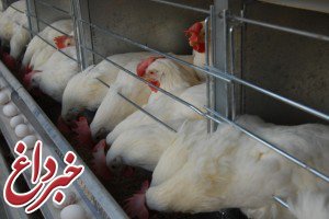 شیوع آنفلوآنزای پرندگان در ۱۵ استان