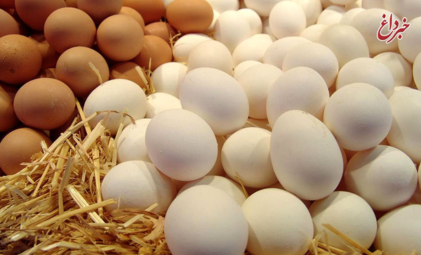 15 میلیون مرغ در 90 روز معدوم شد/ با این روند؛ افزایش قیمت تخم مرغ ادامه خواهد داشت