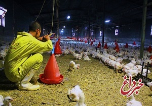 اوج گرفتن بیماری آنفولانزا ارتباطی با آنفولانزای پرندگان ندارد اوج گرفتن بیماری آنفولانزا ارتباطی با آنفولانزای پرندگان ندارد