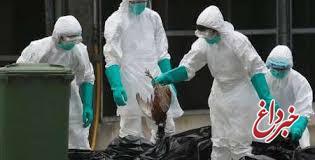 آنفلوآنزا هزاران پرنده را در چین تلف کرد