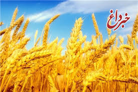 خرید گندم از کشاورزان وطنی از مرز 2.1 میلیون تن گذشت