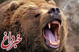 حمله خرس به عضو شورای یک روستا حمله خرس به عضو شورای یک روستا