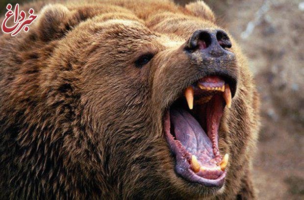 حمله خرس به چوپان در ساری