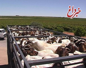 پرورش نژاد خالص گوسفند رومانف در آذرشهر