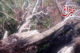 قطع درختان این‌بار در حکیمیه تهران