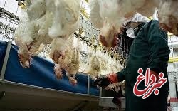 نابودی یک میلیون مرغ در اصفهان به خاطر آنفلوانزا