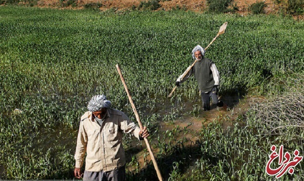 نماینده اهواز: ۵۰۰ هکتار از اراضی کشاورزی حاشیه رودخانه دز زیر آب رفته است