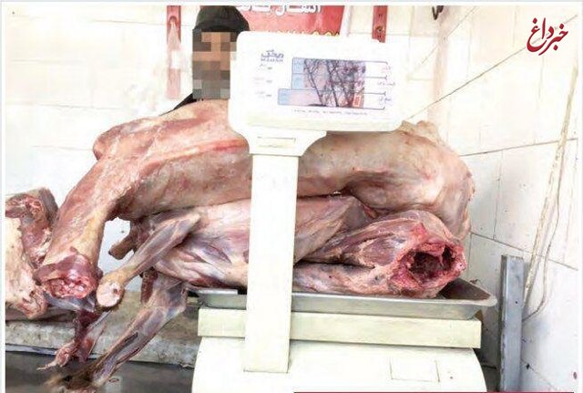 دامپزشکی: عرضه گوشت سگ در مشهد کذب است / گوشت کشف شده را آزمایش کردیم؛ گوشت «گوسفند و بز» بود / علت احتمالی متواری شدن فروشنده، عرضه گوشت‌های خارج از چرخه نظارت دامپزشکی بوده