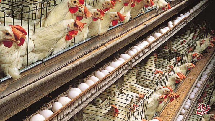 ارزانی مرغ و تخم‌مرغ با توزیع گسترده دولتی / عرضه هم‌چنان ادامه دارد