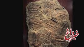 کشف فسیل 475 میلیون ساله توسط دختر نوجوان / گونه ای کمیاب از بارش شهاب سنگی
