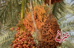 حفظ سلامتی و زیبایی درختان نخل علت حذف خوشه های این درختان درکیش حفظ سلامتی و زیبایی درختان نخل علت حذف خوشه های این درختان درکیش