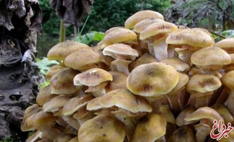 قارچ‌ سمی جان 18 نفر را گرفت/ مراقب فرشته نابودگرباشید