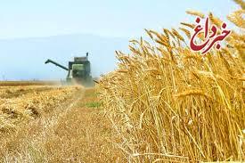 ایران از واردات گندم بی‌نیاز شد/ بخشی از گندم تولیدی به دلیل قیمت پایین خوراک دام شود