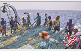سازمان شیلات: ما که به صیادان چینی مجوز ندادیم، تازه ماهی‌های حرام‌گوشت می‌گیرند که به‌درد ایرانی‌ها نمی‌خورد