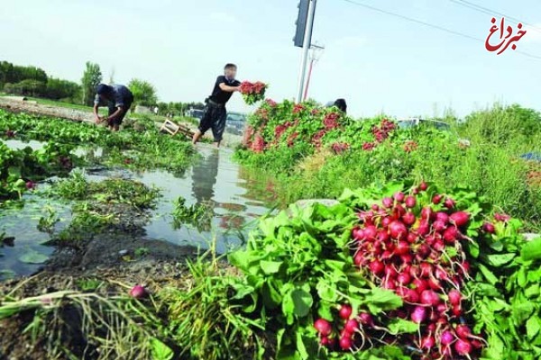 فاجعه بیخ گوش پایتخت: سبزیجات جنوب تهران با مواد نفتی آبیاری می‌شود