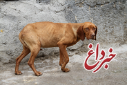 صدور حکم متهم سگ آزاری در گیلان: آموزش نحوه برخورد با حیوانات