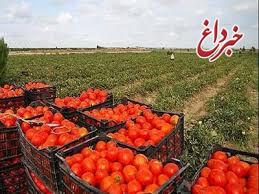 توقیف بیش از ۲۰۰تن گوجه فرنگی قاچاق