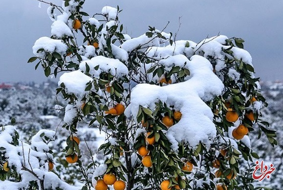 اصلاح مصوبه استمهال تسهیلات خسارت دیدگان بخش کشاورزی ناشی از حوادث غیرمترقبه