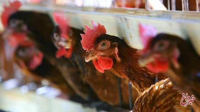 قیمت جهانی گوشت و مرغ چند؟