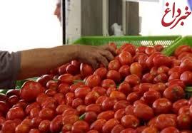 گوجه‌فرنگی، صدرنشین افزایش قیمت کالا‌ها