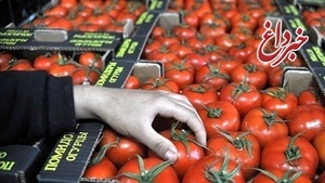 حکم یک میلیاردی برای قاچاق گوجه فرنگی در کردستان