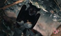چرا خفاش عامل انتقال بسیاری از بیماری‌های مرگبار است؟