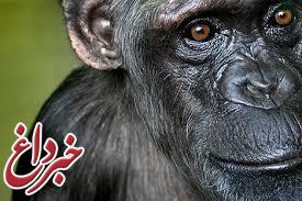 شامپانزه، عامل اصلی ایجاد ایدز