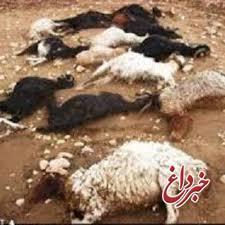 تلف شدن 105 راس گوسفند براثر صاعقه در خوزستان