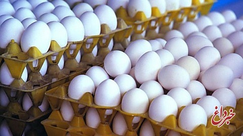 قیمت هر شانه تخم مرغ تا ۱۱۵۰۰ تومان کاهش یافت