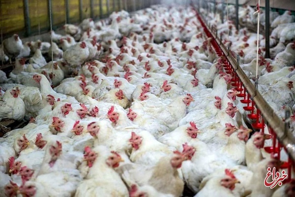 ظرفیت ۲ میلیارد دلاری صادرات مرغ کشور/ گردش مالی ۱۲۵ هزار میلیارد تومانی صنعت مرغ گوشتی
