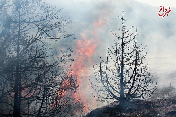 مجازات روشن کردن آتش در جنگل‌ها چیست؟