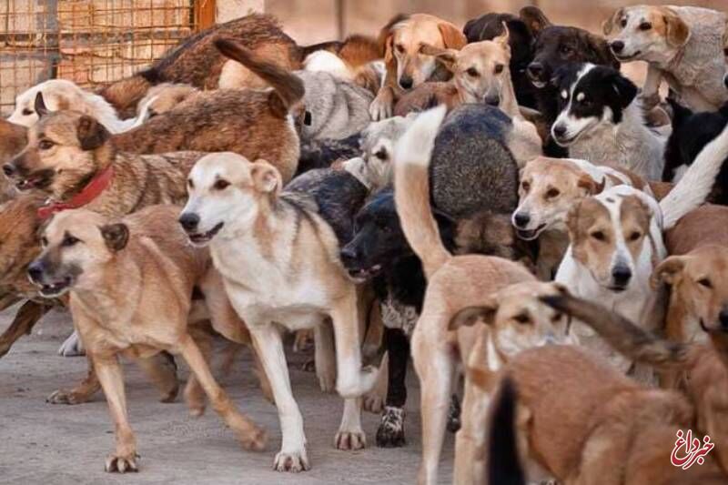افشاگر سگ‌کشی در کهریزک تشویق شود نه بازداشت