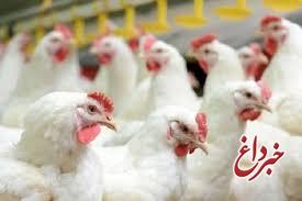 دامپزشکی و بهداشت برای مقابله با زنده فروشی مرغ ورود کنند دامپزشکی و بهداشت برای مقابله با زنده فروشی مرغ ورود کنند