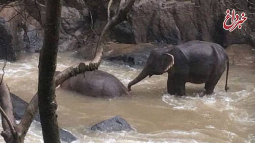 مرگ ۶ فیل بر اثر سقوط از آبشاری در تایلند