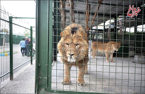 محیط زیست: باغ وحش مشهد باید اصلاح یا تعطیل شود