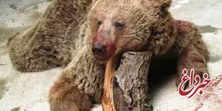 حکم تعجب‌برانگیز برای ضاربین خرس سوادکوهی