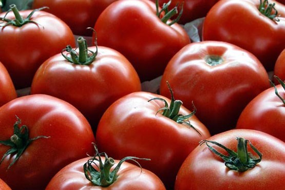 وعده پایین آمدن قیمت گوجه‌فرنگی در روز‌های آینده