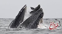 نهنگی که ۲۵ سال بزرگتر از امریکا بود