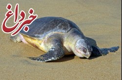 تخم‌گذاری لاک‌پشت زیتونی در سواحل جزیره کیش