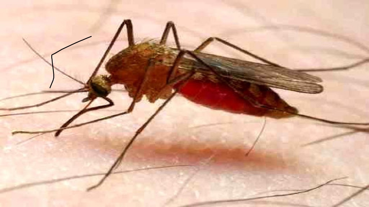 آیا ویروس کرونا از طریق حشرات انتقال پیدا می کند؟