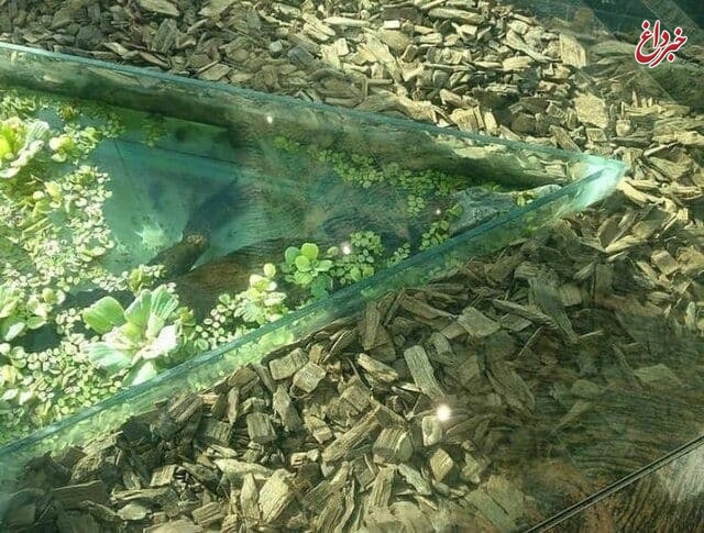 محیط زیست: مرکز خرید اپال تهران برای نگهداری تمساح مجوز دارد / جریمه نگهداری غیرمجاز تمساح ۲۰ میلیون تومان و یوزپلنگ ۱۰۰ میلیون تومان است