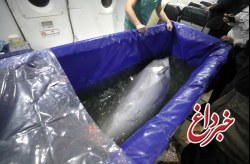 انتقال تنها دلفین برج میلاد تهران به کیش