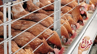 تجمع مرغداران مقابل وزارت کشاورزی/ احتمال ۴۵۰۰ تومانی شدن هر عدد تخم‌مرغ