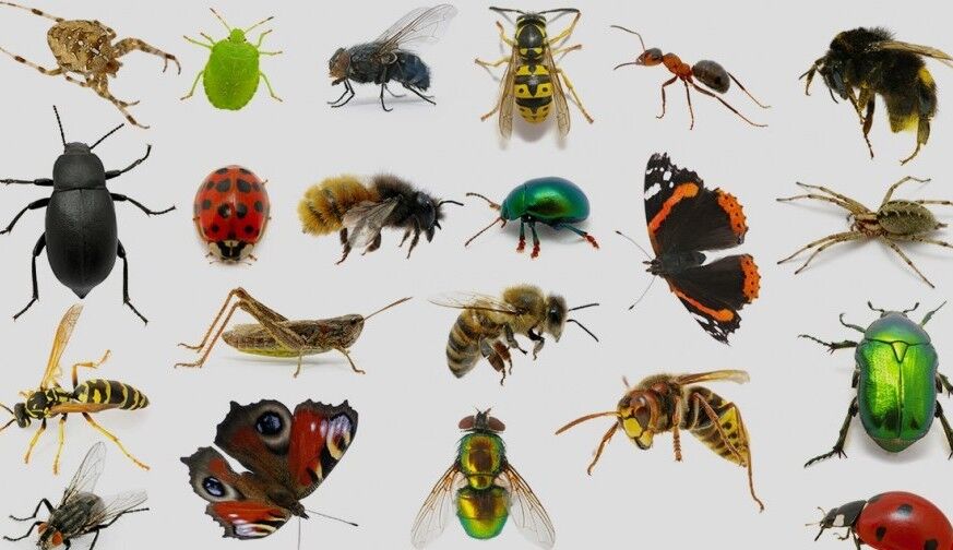حشرات عامل جابه‌جایی کرونا هستند اما ناقل نه