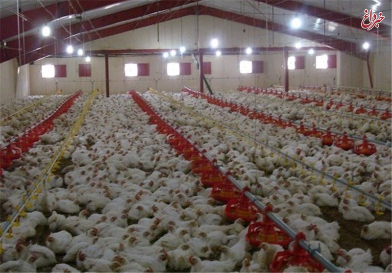 به زودی مرغ‌ها هم زنده به گور خواهند شد / مرغ‌هایی روی دست مرغداران مانده؛ نه خریدار پیدا می شود نه خوراک، دارو و واکسن برای نگهداری آنها وجود دارد