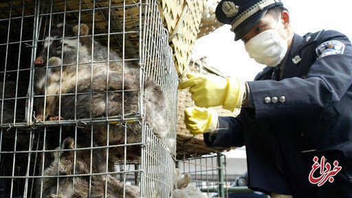خوردن گوشت حیوانات وحشی در ووهان چین ممنوع شد