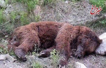 مرگ مشکوک یک قلاده خرس قهوه‌ای در مازندران