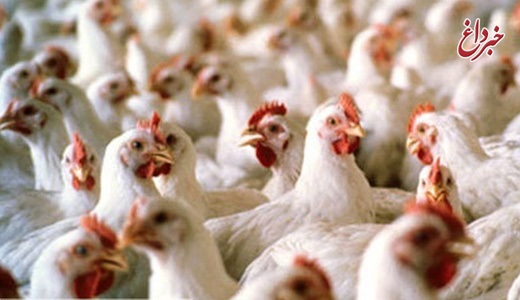 چه زمانی شر واسطه‌ها از سر صنعت مرغداری کم می‌شود؟